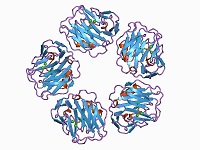 CRPԭC-Ӧ׿ԭCRP antigenC-reactive protein antigen